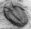 trilobite